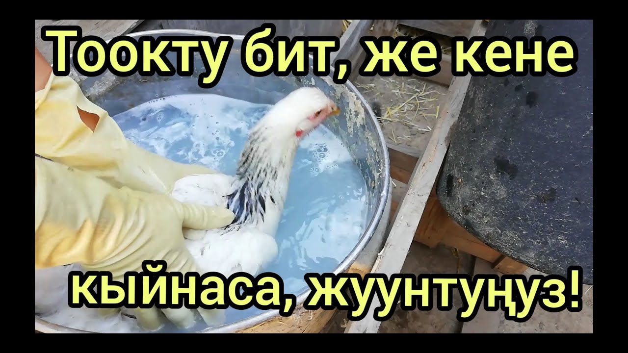 Тоок кенелеп кетсе 