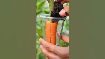 🍈🍈🌿🌿How grow lime tree, great  idea  to propagate lime tree by air layering  using a carrot#gardning