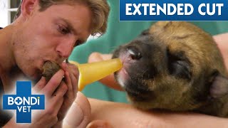 Will Puppies Survive Rough 8Hour HighRisk Birth?  Extended Cuts | Bondi Vet Full Episodes