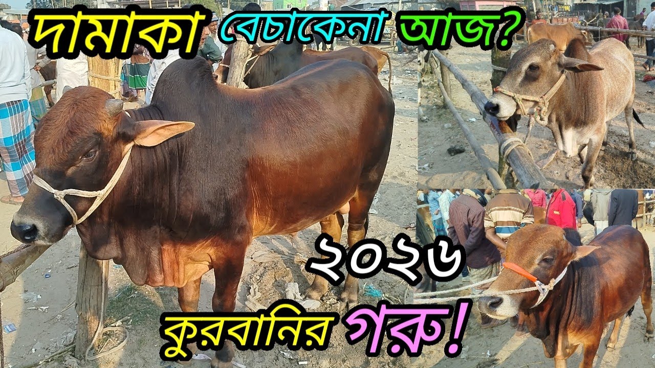@আজ ১৪ জানুয়ারি ২০২৬ || এতো চাহিদা কুরবানি গরুর ভিডিও না দেখলে বিশাস হবে না! Cow prices 2026