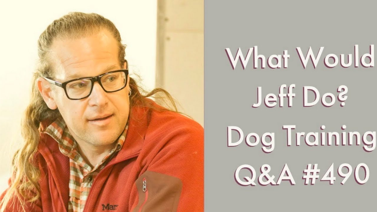 dog trainer in delhi Stop a dog from lunging | Training a dog to sit | What Would Jeff Do? Dog Training Q & A #490
