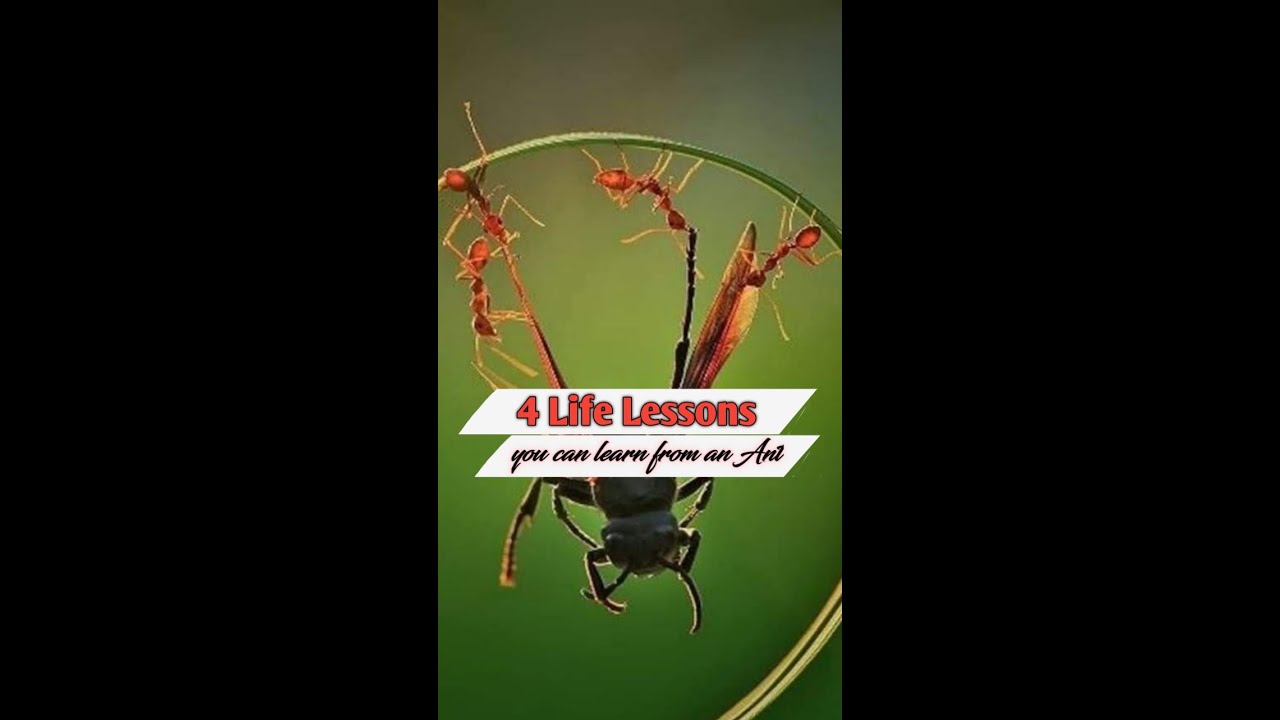 4 Life Lessons you can easily learn from an Ant