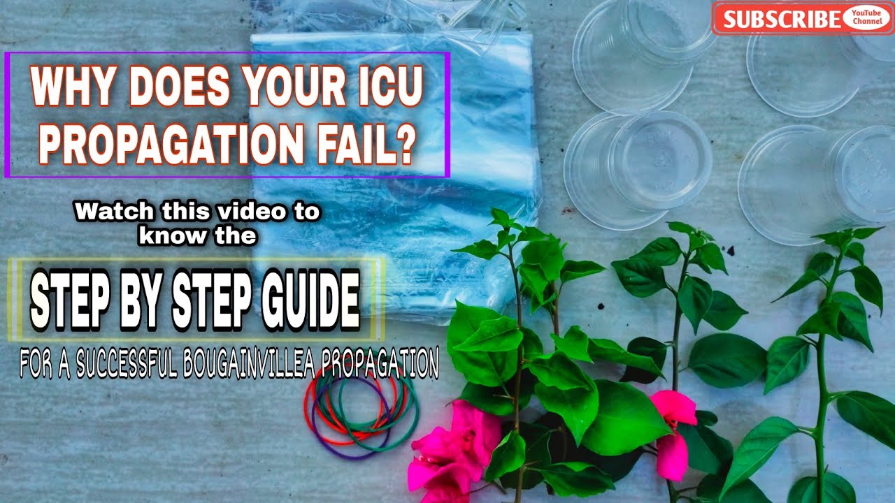 Propagating Bougainvillea | Important Steps to Get a High Success Rate in Using ICU Method