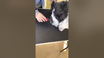 D6-Using an Undercoat Rake Step 1