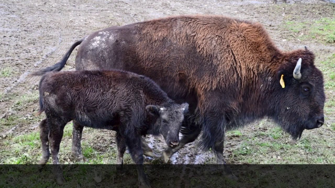 CPS-REISEN präsentiert eine Infotour durch die Ostküste Kanadas