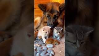 Dog and Kittens Find a Sleeping Squirrel and Share a Cute Moment #pets #animals #cute