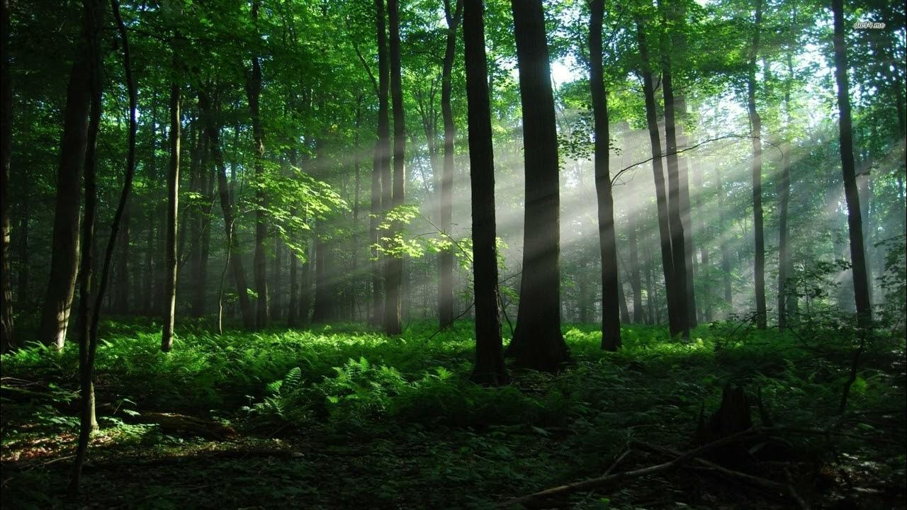 Зеленый лес фото Samuel Barber - Adagio for Strings slow relaxing ambient - YouTube
