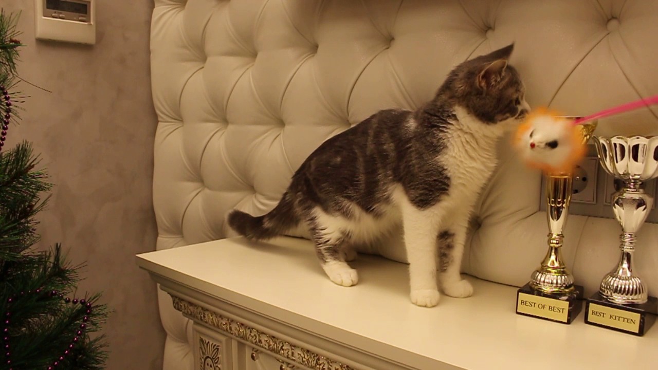 Magical male kitten Napoleon-Minuet (long legs) Inkus for breeding and show or pet!