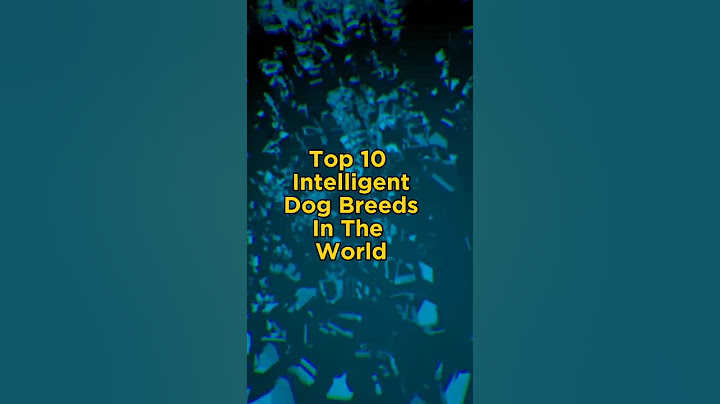 Top 10 Intelligent Dog Breeds In The World