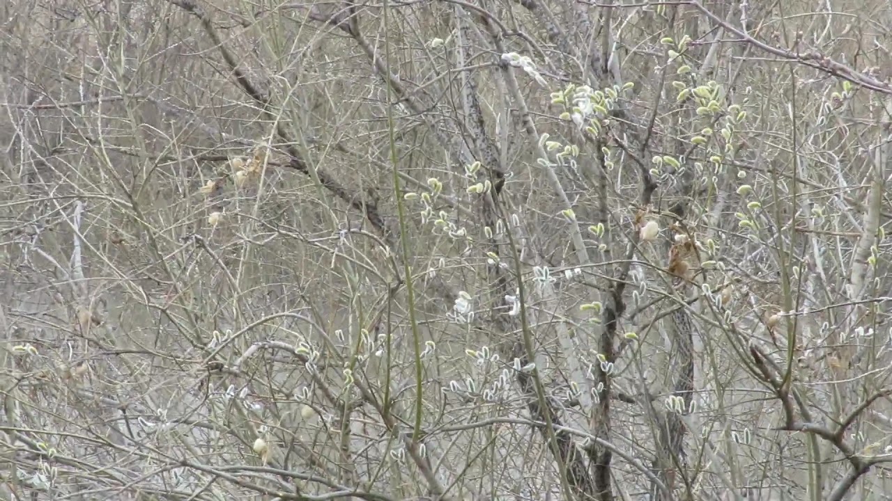 Р. Иня в пгт Промышленная(Кемеровская лбл.) - YouTube