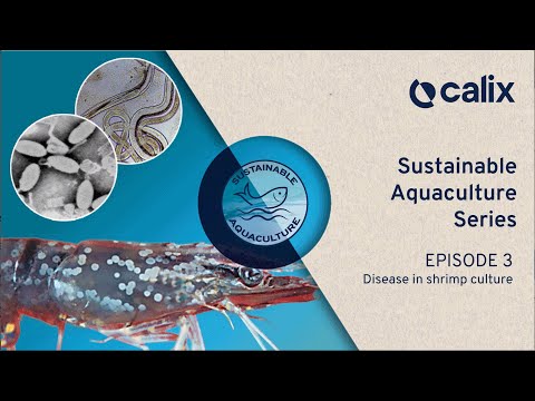 Ep 3 - How to make aquaculture more sustainable - Effects of disease in shrimp farming