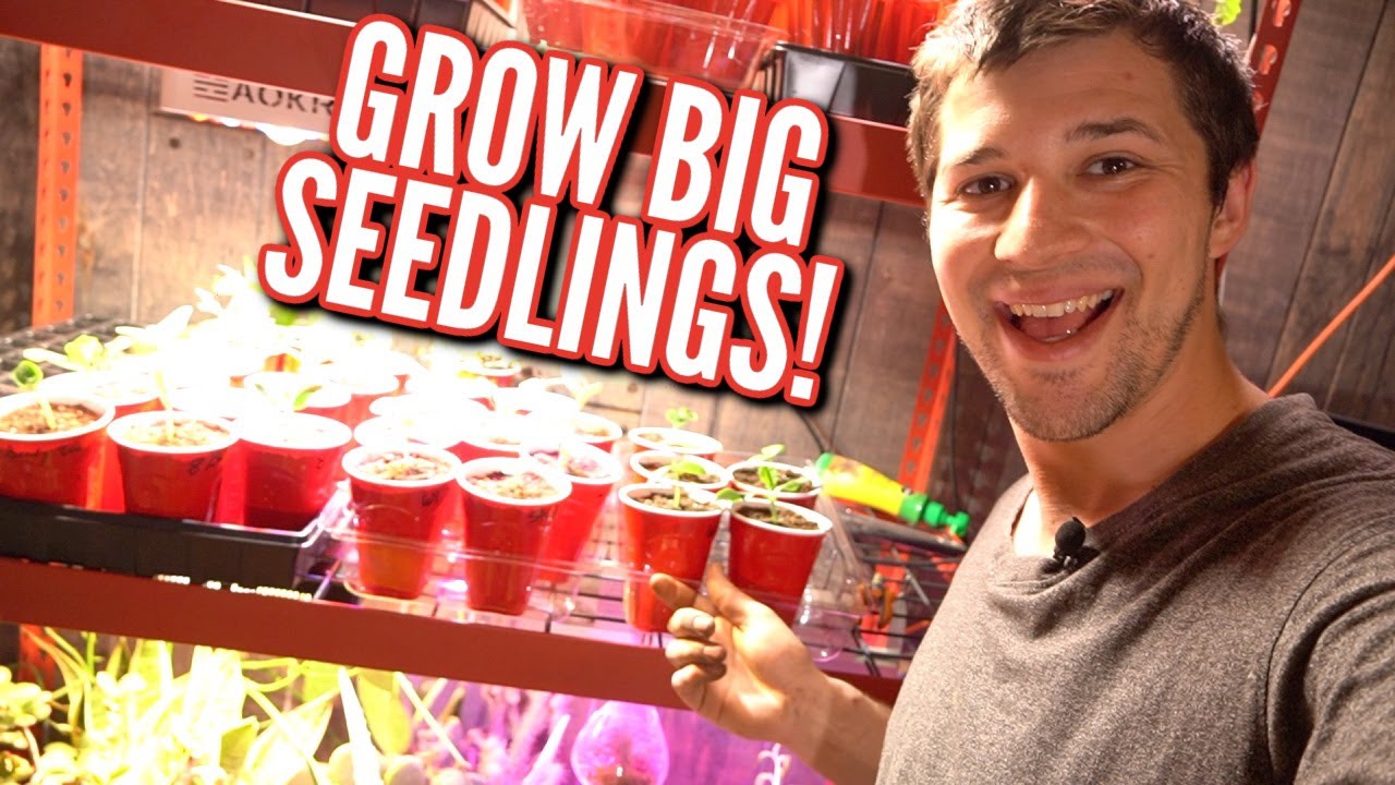 The SECRETS of How I Transplant Seedlings into Larger Containers!