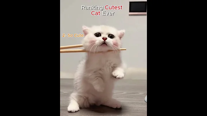 Video 11636641: catlife funnycats cats, catlover catlife funnycats, funniest cat reaction