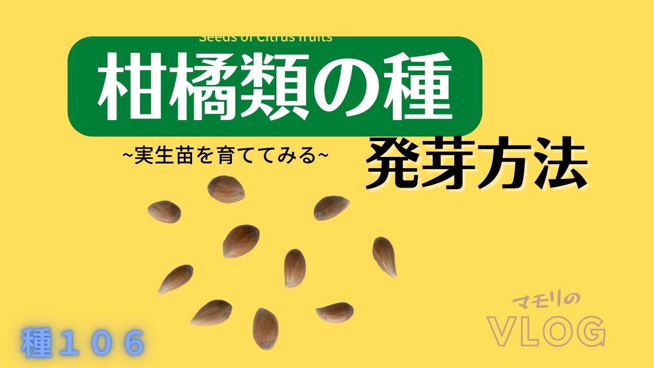 みかになります。 柑橘類の発芽を急ぎたいあなたへ～寒い時の人肌サイコーっ！！～ - YouTube