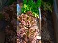 Alface e Rúcula em caixa de isopor #horta #alface #rucula