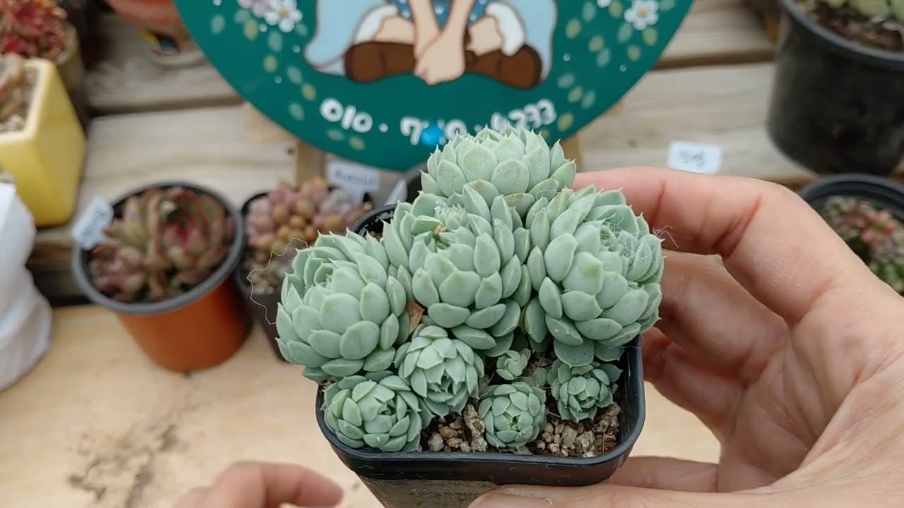 민이네 다육 언박싱 여러분 구독 좋아요 부탁드립니다 🙏 ❣️ 