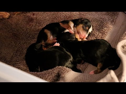 Video: Wawancara Cuteness The Dog Cafe L.A. Pemilik Sarah Wolfgang