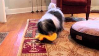 Shake, Rattle and Roll: Gecko Dog Toy Review