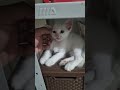 Snow #pets #gatos #cats