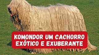 CONHEÇA 12 CURIOSIDADES DA RAÇA KOMONDOR