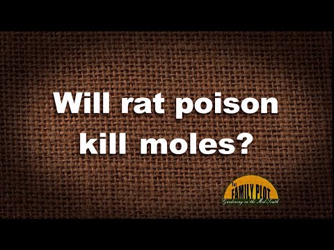 Wideo: Czy trutka na szczury zabije świstaki?