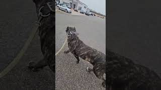 Canary Island import #puppy #dog #canaryislands #walkthrough #import