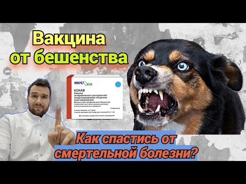 ВАКЦИНА ОТ БЕШЕНСТВА.  КАК ВЫЖИТЬ ПОСЛЕ 40 УКОЛОВ В ЖИВОТ?