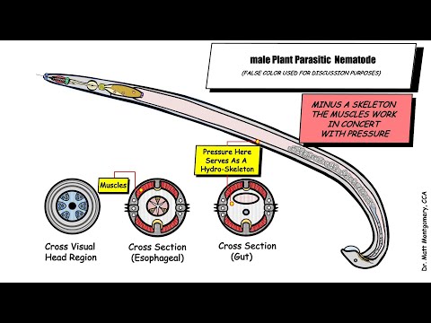 Video: Nematode Eelworm Control - Ulteriori informazioni sui vermi nelle patate