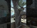 CS2 - The Tree That Lived
