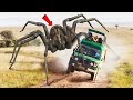 दुनिया की 5 सबसे खतरनाक मकड़ियाँ THE MOST DANGEROUS SPIDERS In The World