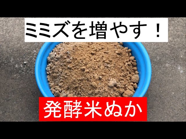 大きく太く育つ ミミズのエサ 発酵穀粉が完成 米ぬかを嫌気発酵させました Youtube 大きく太く育つ ミミズのエサ 発酵穀粉が完成 米ぬかを嫌気発酵させました Youtube