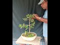 How to make a Ficus microcarpa bonsai.