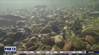 What will it take to truly save our salmon? | FOX 13 Seattle