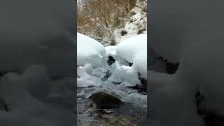 free nature video