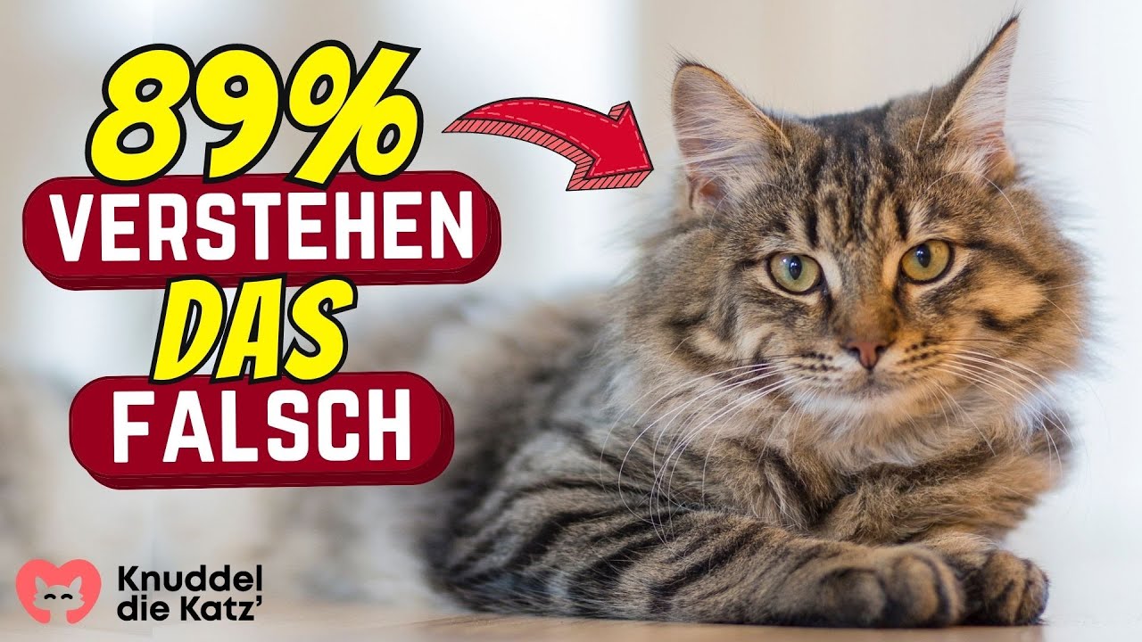 Top 5 ABGEFAHRENE Gründe, warum Katzen schnurren
