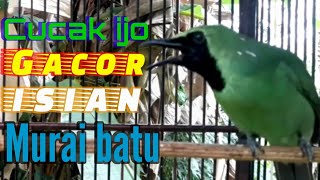 Cucak ijo gacor isian murai batu|| Ampuh untuk masteran dan pancingan