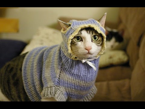 Cats Wearing Sweaters - YouTube