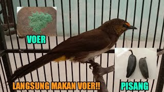 Cara agar burung pemakan buah bisa makan voer