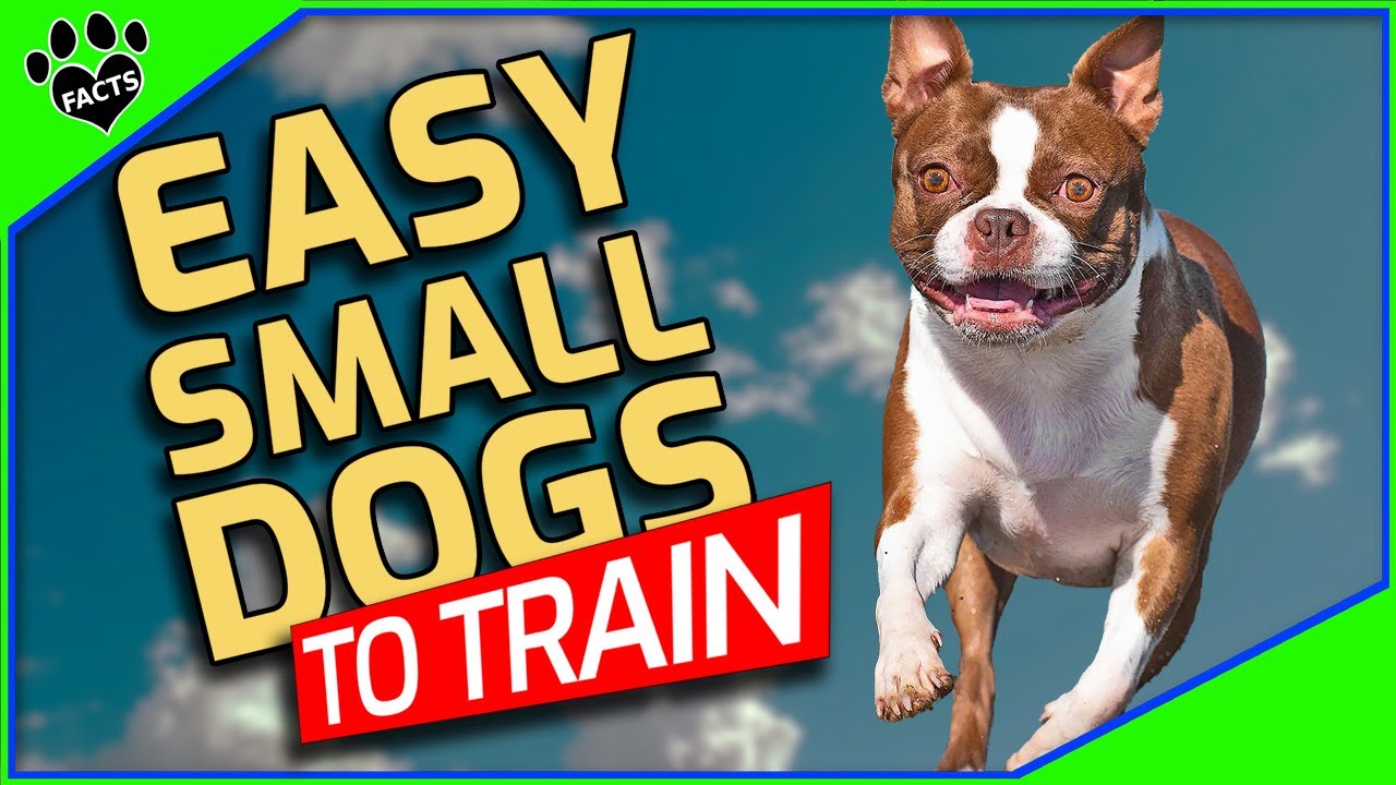 Top 10 Easiest Small Dogs To Train - Toptenz