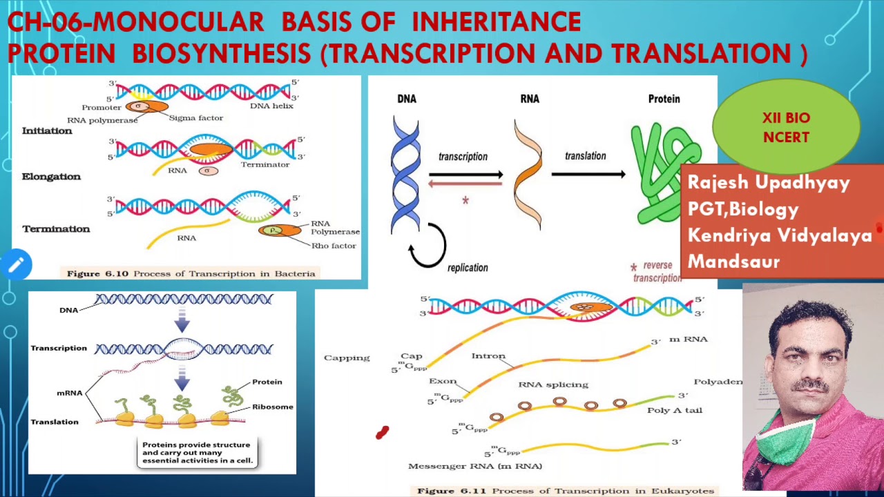 XII BIO. NCERT CH-06 TRANSCRIPTION AND RNA PROCESSING PART 01 - YouTube