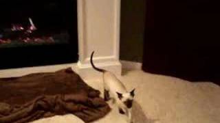 Siamese Cats 5 months Loud Meow and playing