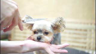 本物のミッキーマウス Yorkshire Terrier Grooming Youtube