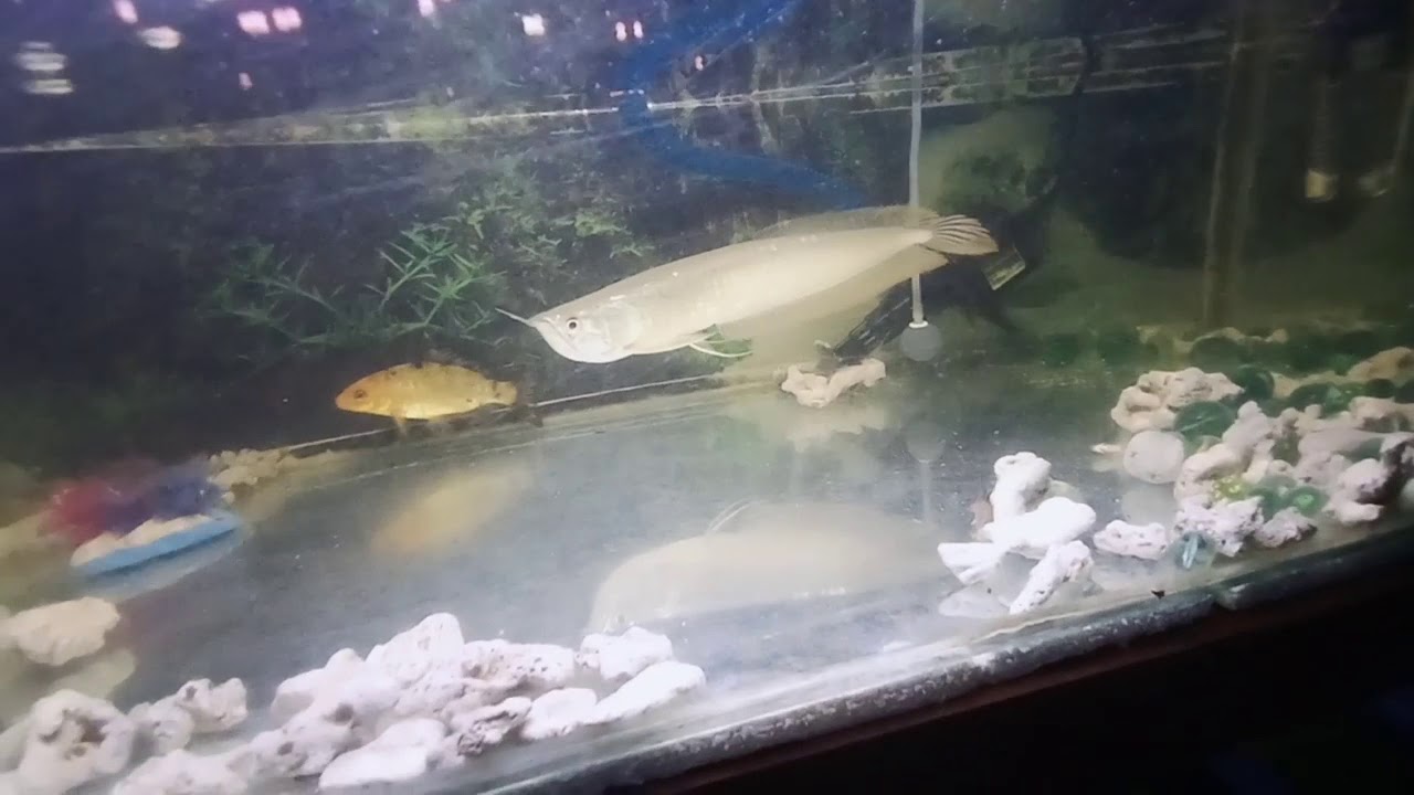 kasih makan ikan arwana pake baby nila