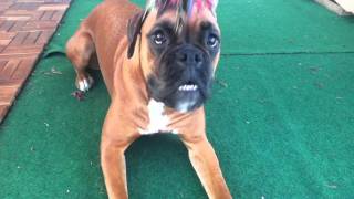 My Boxer Dog  playing with me