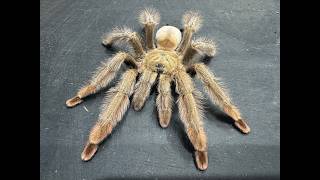 Psalmopoeus pulcher, Panama Blonde a closer look