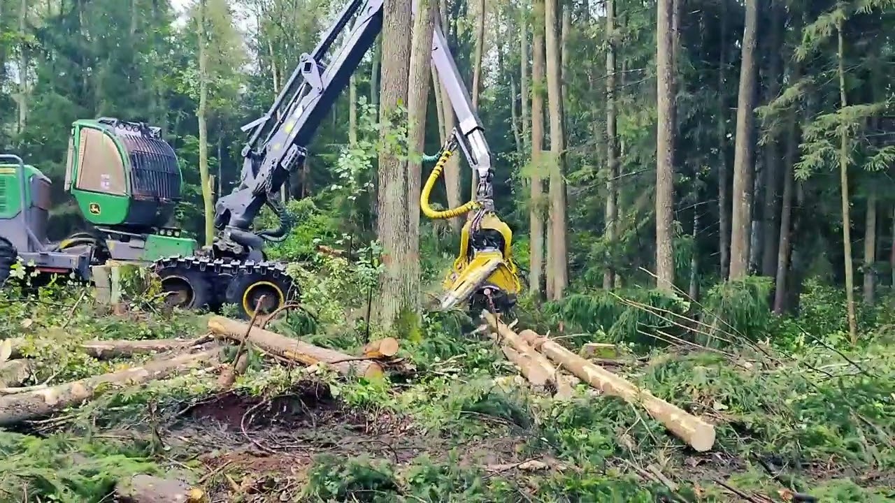 Заготовка леса: с чего начинается качество пиломатериалов | SEMALDREV