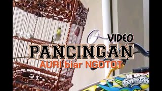 Download Lagu Video Pancingan Auriventer biar NGOTOT || #trombz MP3