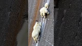 Mountain Goats Climbing a Near-Vertical Dam Wall