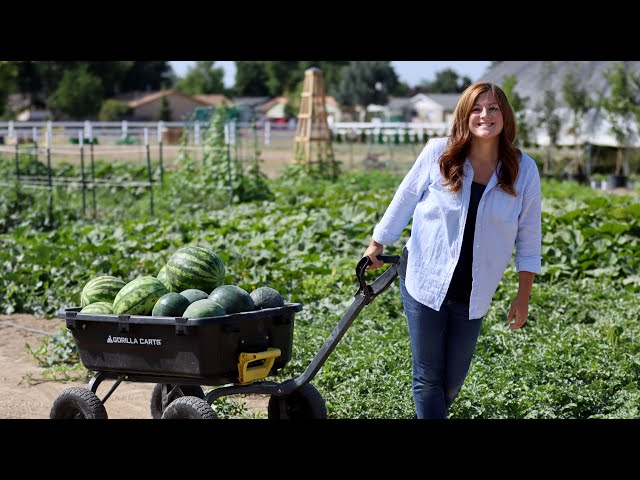 I’m So Happy with My Watermelon Harvest!!!  // Garden Answer