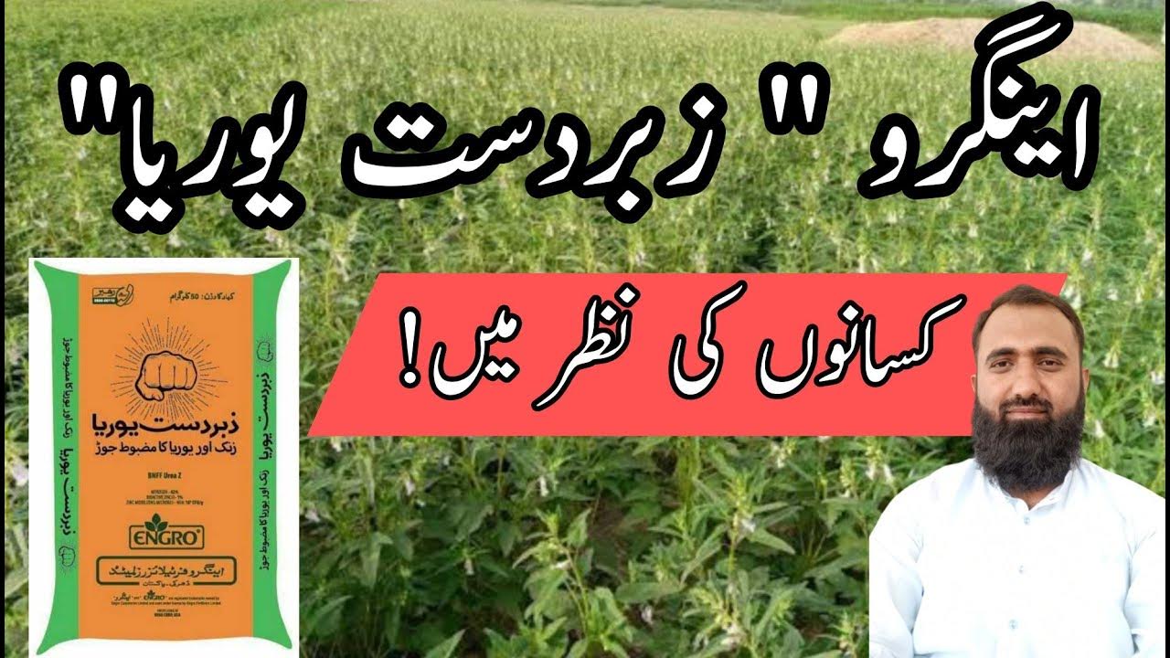 Engro Zabardast Urea in Farmer,s Opinion Bilal Kanju Official YouTube
